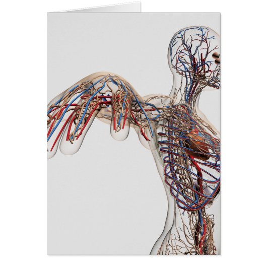 Arteries, Veins, And Lymphatic System 2 Cards (Front)