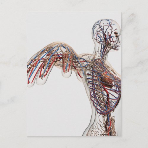 Arteries Veins And Lymphatic System 2 Postcard