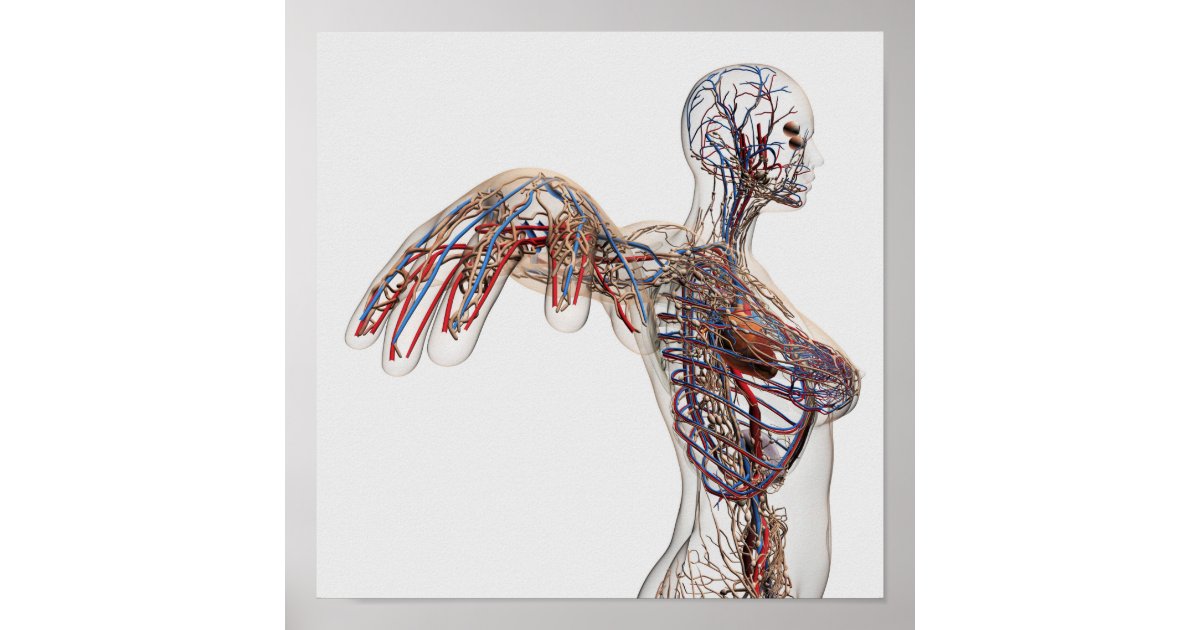 Arteries, Veins, And Lymphatic System 2 Poster | Zazzle.com