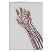 Arteries, Veins, And Lymphatic System 3 (Front)