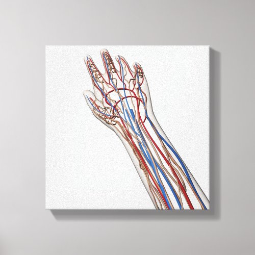 Arteries Veins And Lymphatic System 3 Canvas Print