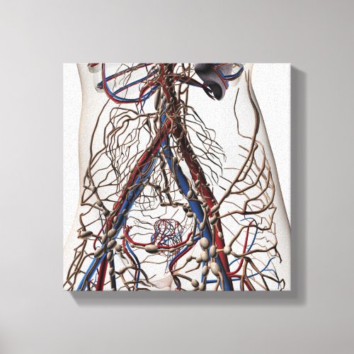 Arteries Veins And Lymphatic System 4 Canvas Print