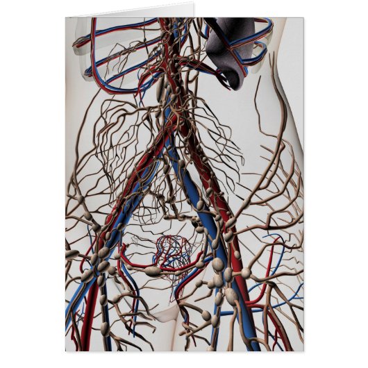 Arteries, Veins, And Lymphatic System 4 Cards (Front)
