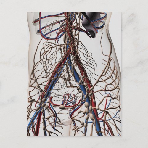 Arteries Veins And Lymphatic System 4 Postcard