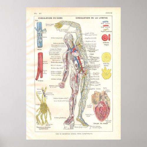 Arteries Veins Lymphatics Anatomy Poster French