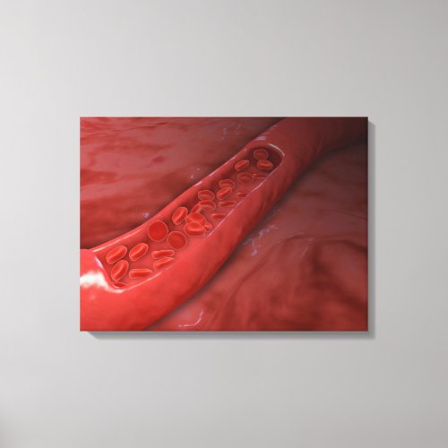 Artery Cross Section With Red Blood Cell Flow Canvas Print