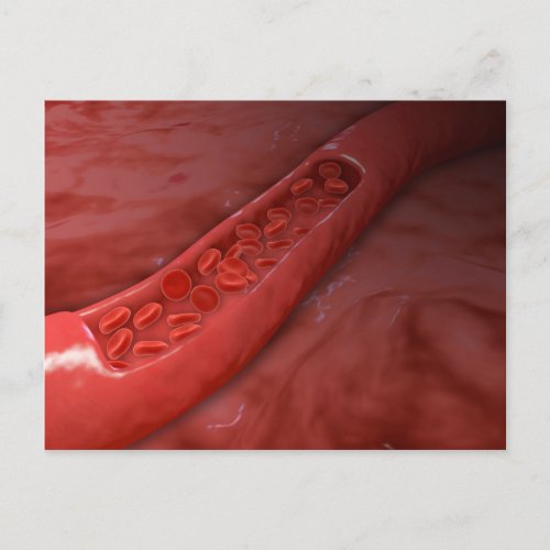 Artery Cross Section With Red Blood Cell Flow Postcard