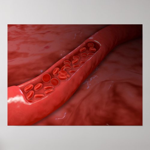 Artery Cross Section With Red Blood Cell Flow Poster