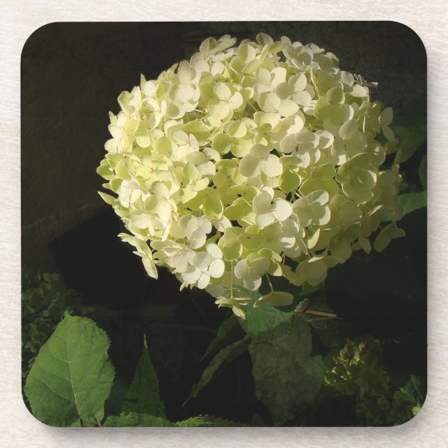 Artful Annabelle Hydrangea Bloom Beverage Coaster (Front)