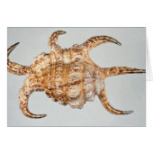 Arthritic spider, conch (Front Horizontal)
