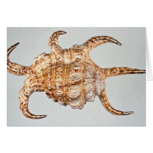 Arthritic spider, conch cards (Front Horizontal)