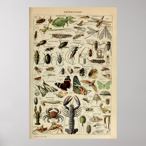 Arthropods _ Collection of  invertebrate animals Poster