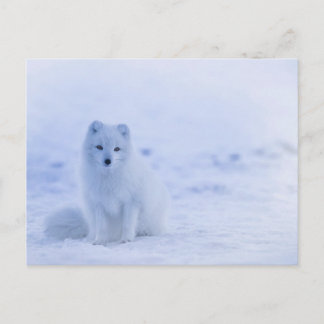 Artic Baby Fox Postcard
