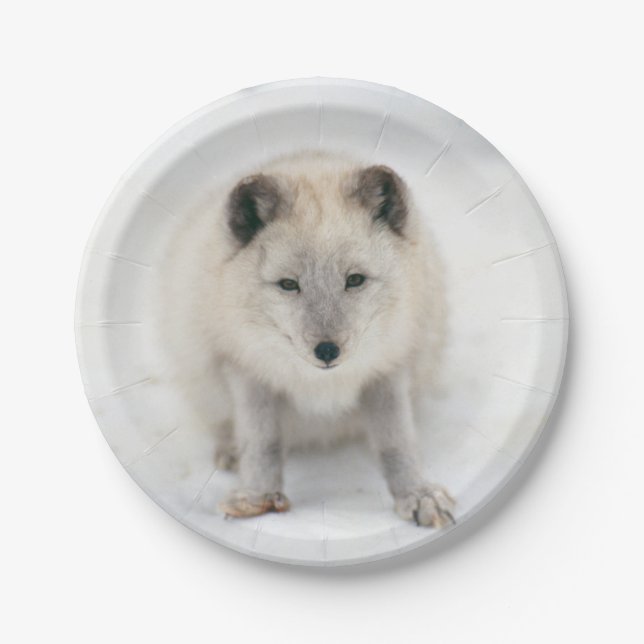 Artic Fox Paper Plates (Front)
