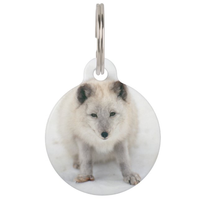 Artic Fox Pet ID Tag (Front)