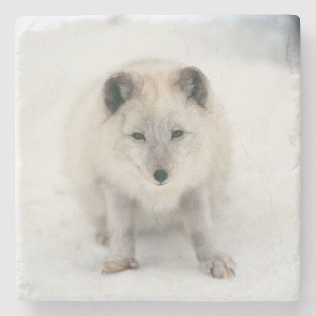 Artic Fox Stone Coaster (Front)