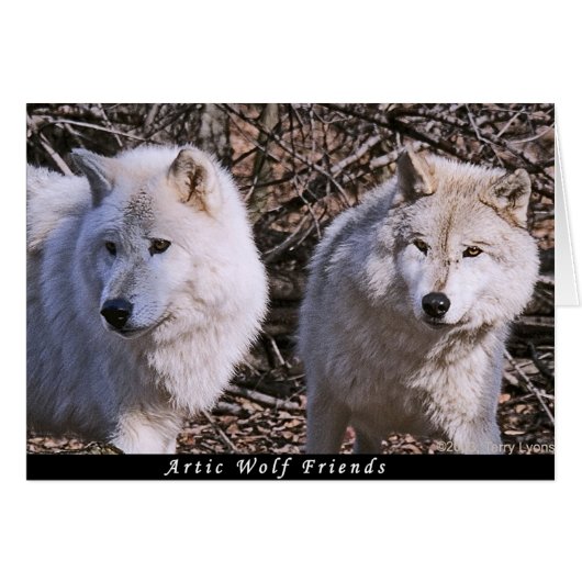 Artic Wolf Buddies Cards (Front Horizontal)