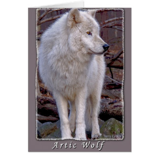Artic Wolf Cards