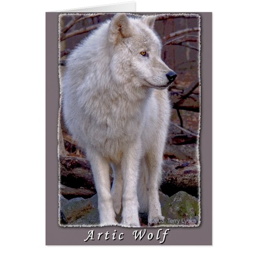 Artic Wolf Cards (Front)