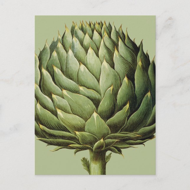 Artichoke, 1613 postcard (Front)