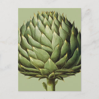 Artichoke, 1613 postcard