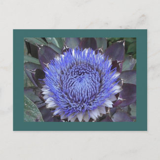 Artichoke Bloom Postcard