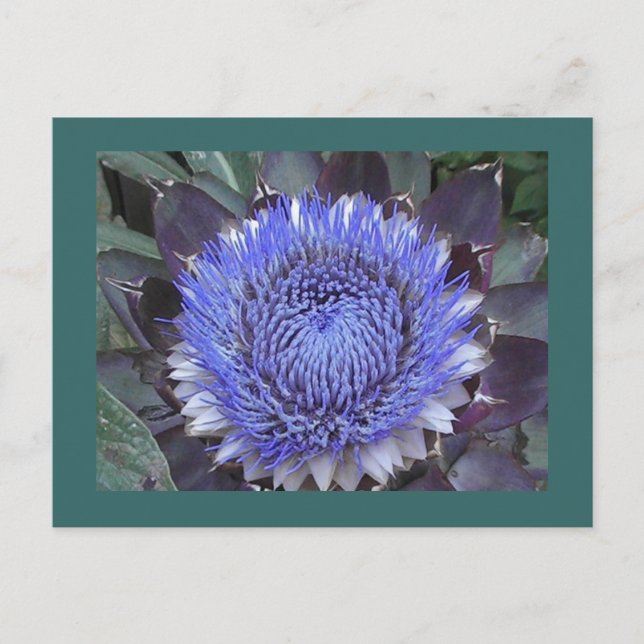 Artichoke Bloom Postcard (Front)