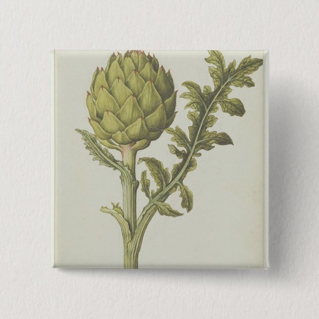 Artichoke: Cynara scolymus, c.1568 Button (Front)