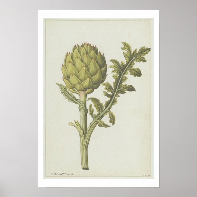 Artichoke: Cynara scolymus, c.1568 Poster (Front)