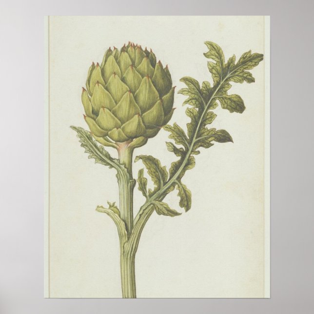 Artichoke: Cynara scolymus, c.1568 Poster (Front)