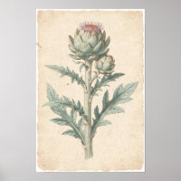 Artichoke Plant Botanical Art Print