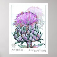 Artichoke Plant Purple Flowers Medicinal Herb Art