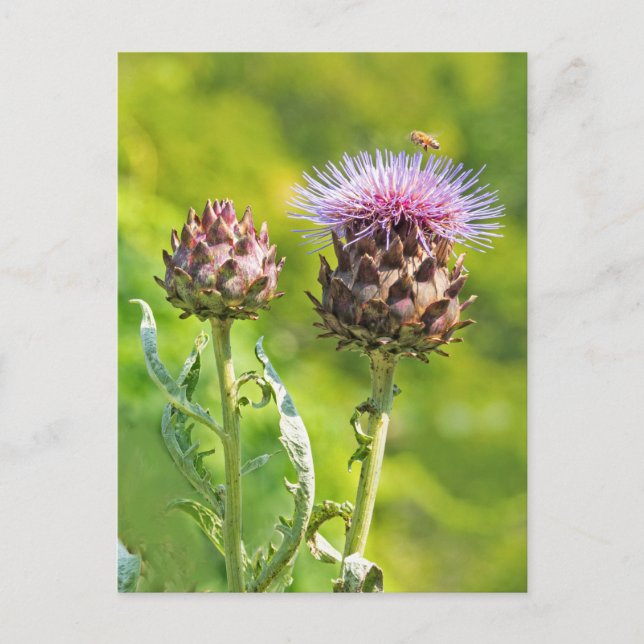 Artichoke Thistle Postcard (Front)