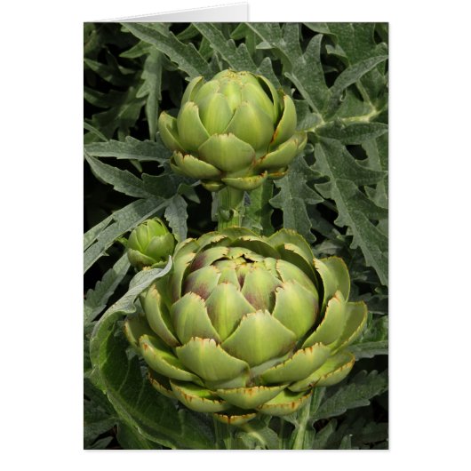 Artichokes Cards (Front)