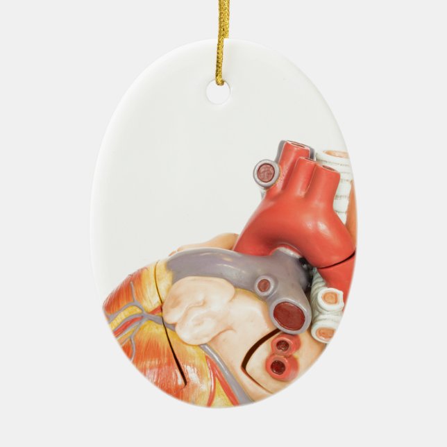 Artificial model of a heart side view ceramic ornament (Front)