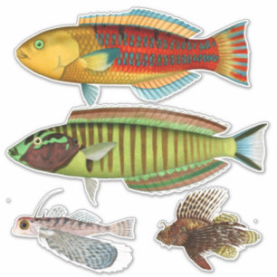 Artist Impression Tropical Fish Illustration Vinyl Sticker