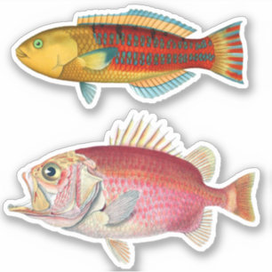Artist Impression Tropical Fish Illustration Vinyl Sticker