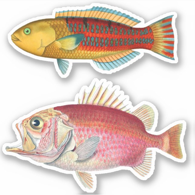 Artist Impression Tropical Fish Illustration Vinyl Sticker (Front)