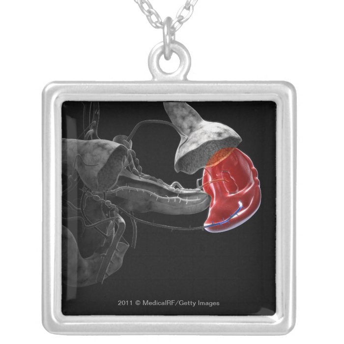 Artistic 3d rendering of the spleen personalized necklace