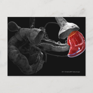 Artistic 3d rendering of the spleen postcard
