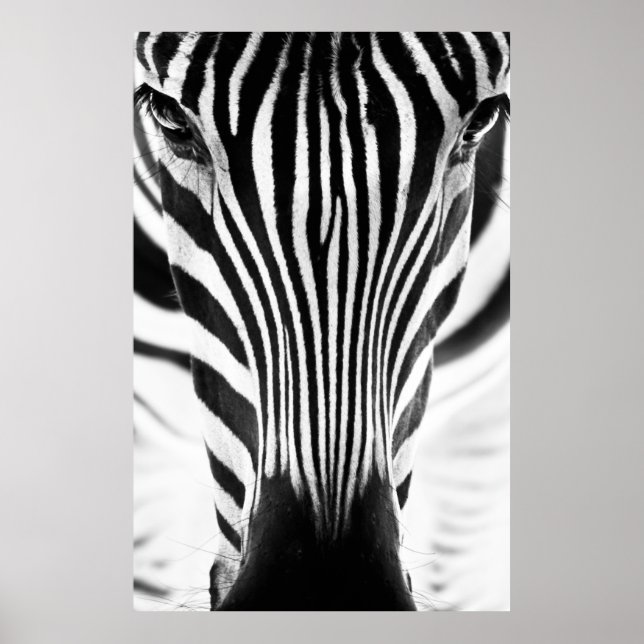 Artistic black and white closeup portrait of a zeb poster (Front)