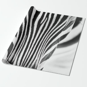 Artistic black and white closeup portrait of a zeb wrapping paper