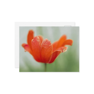 Artistic Blooming Red Tulip Flower Photograph Postcard