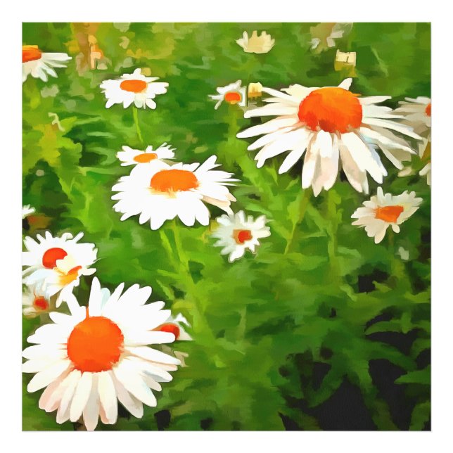Artistic Bright Colorful White Garden Daisies v4b Photo Print (Front)