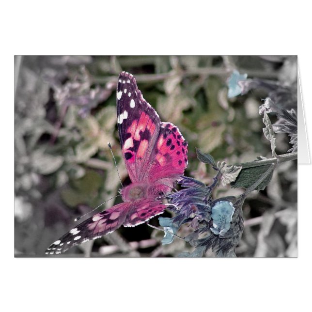 Artistic Butterfly Cards (Front Horizontal)