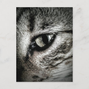 Artistic Cat Eye Postcard