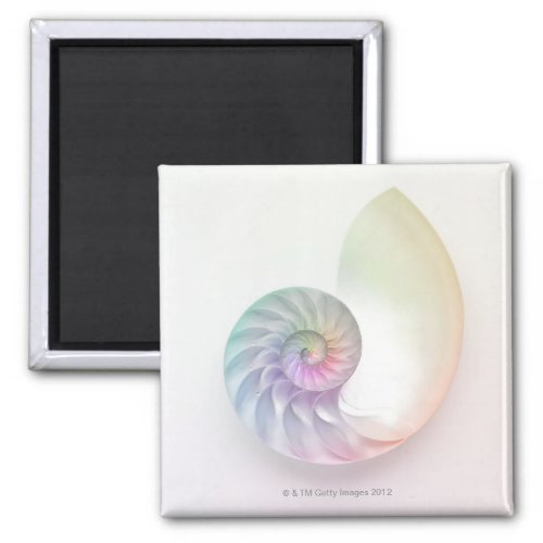 Artistic colored nautilus image magnet