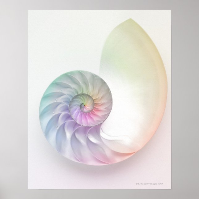 Artistic colored nautilus image poster (Front)