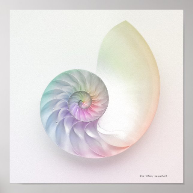 Artistic colored nautilus image poster (Front)