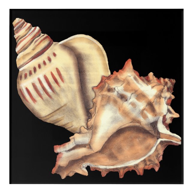 Artistic Conch Shells Acrylic Print (Front)